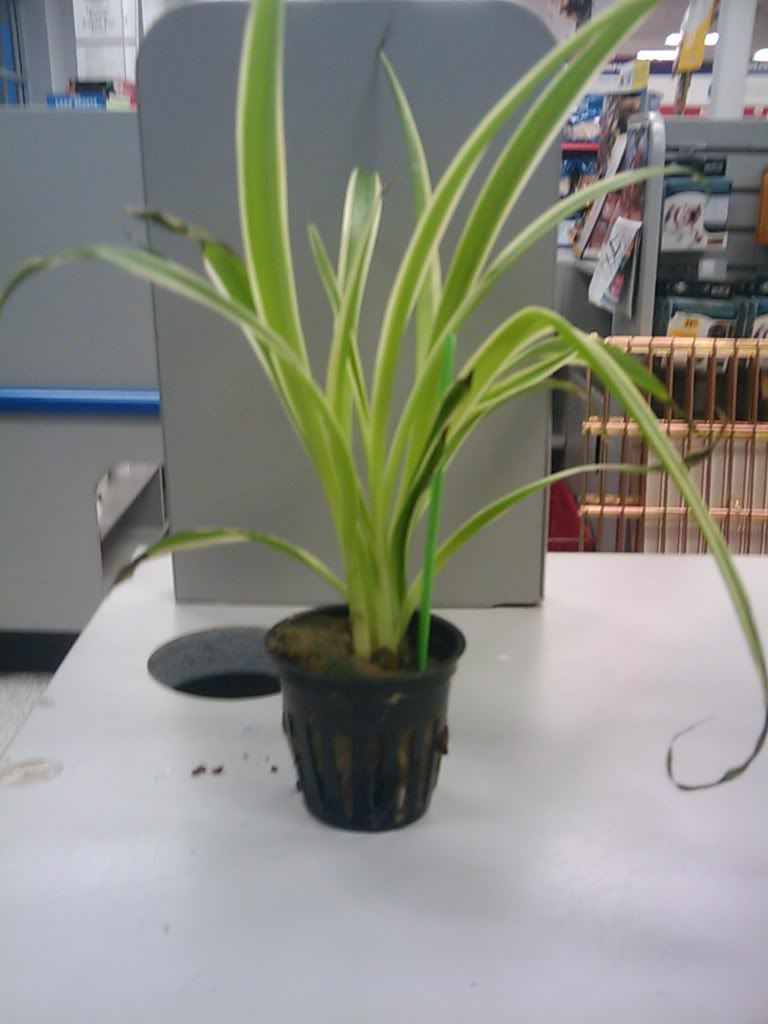 Need a few plant IDs Petco terrarium plants. Dendroboard