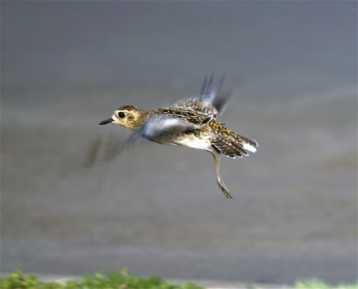 IMAGE: http://i215.photobucket.com/albums/cc115/pcychobillyhawaii/IMG_5334.jpg