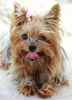 Yorkshire-Terrier-11a.jpg image by sweeetimpact
