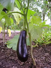 Eggplant! Pictures, Images and Photos