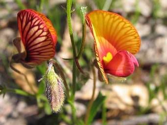 Granny Bonnets in Shenton Bushland