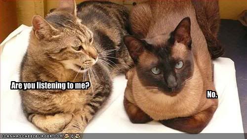 Funny-pictures-two-cats-bicker