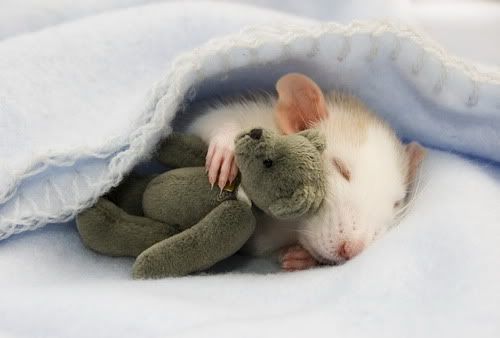rat_cuddle.jpg