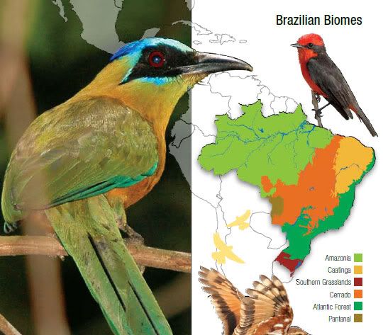 birdwatching in Brazil birdwatching in Brazil