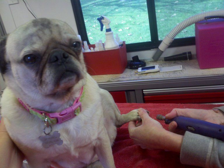Funny meme about pug nail clipping