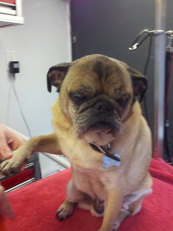 Funny meme about pug nail clipping
