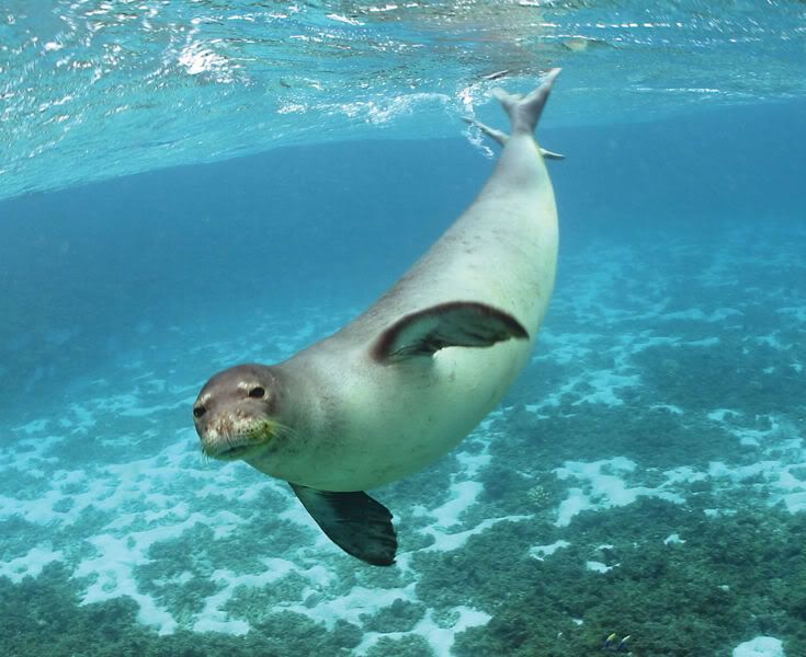 735px-Hawaiian_Monk_Seal2C_photo_in.jpg