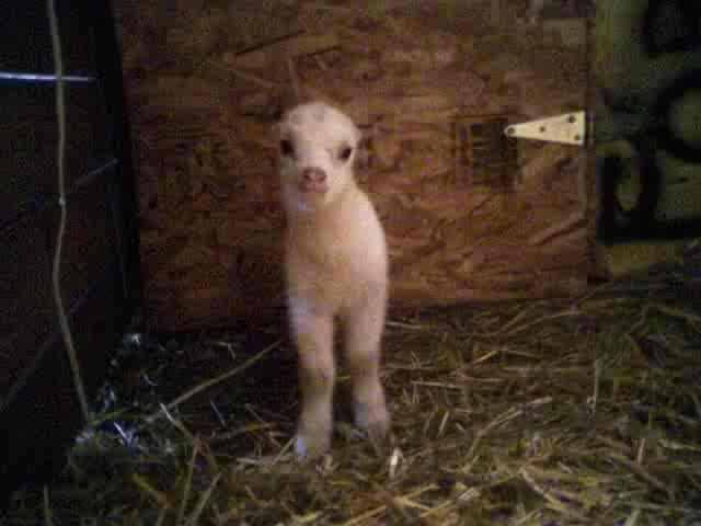 Little miss Attitude and her show-off brother - Goats