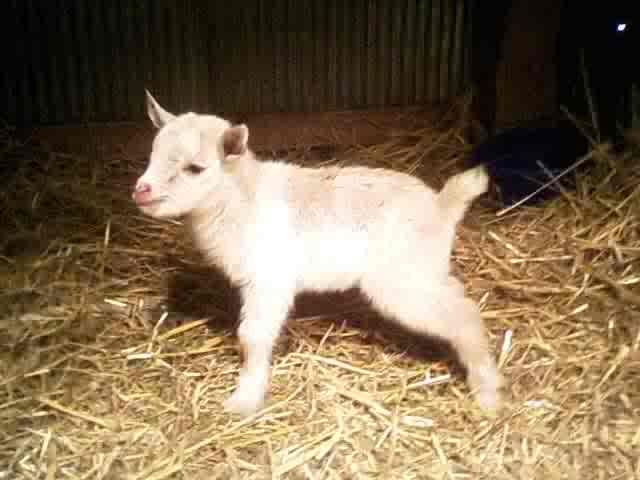 Little miss Attitude and her show-off brother - Goats