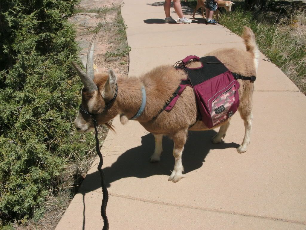 Long Overdo pictures and pics of weeken fun-pic heavy - Goats