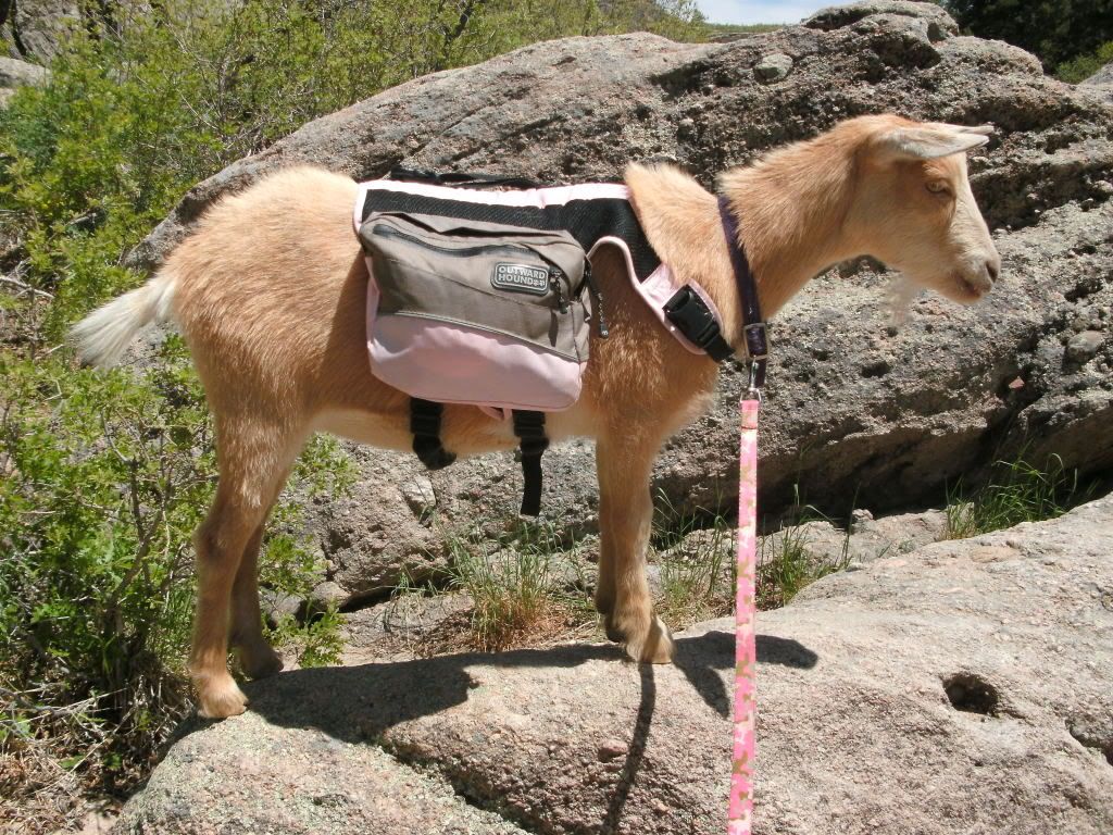 Long Overdo pictures and pics of weeken fun-pic heavy - Goats