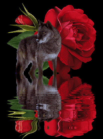 dRoseReflectionWolf.gif image by countvladamier