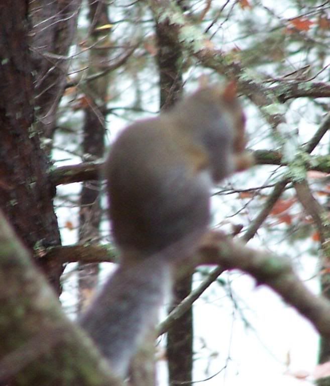 102_8814.jpg The squirrels begged for nuts all day! image by gschloesser