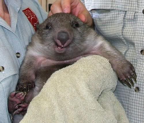 wombat.jpg