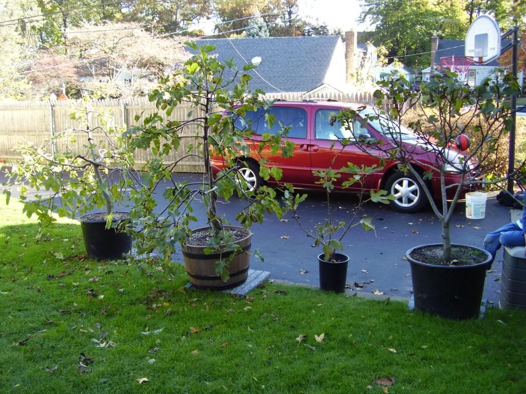 Fig Trees For Sale on Long Island