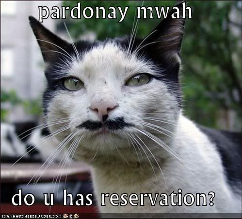 funny-picture-pardonay-mwah-cat.jpg