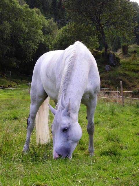Faded Gray Horse