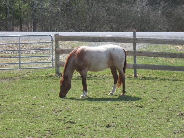 Red Roan Horse