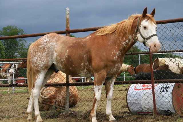 Rabicano Horse