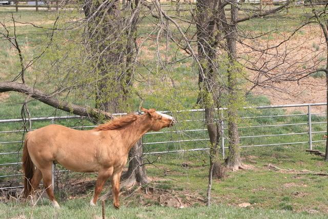 Red Dun Horse