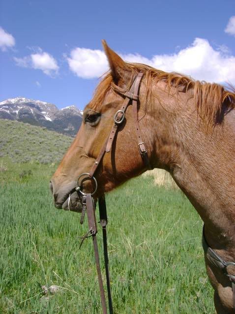 Red Roan Horse Photo