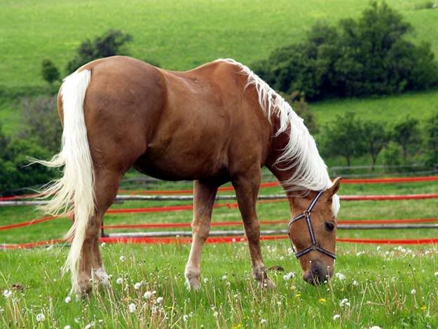 Palomino Horse Photo