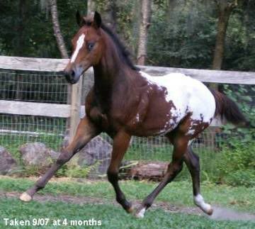 Appaloosa Horse