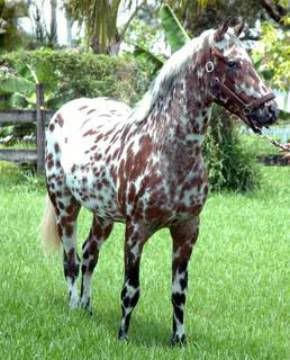 Appaloosa Horse