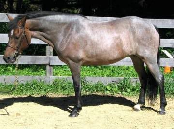 Bay Roan Horse