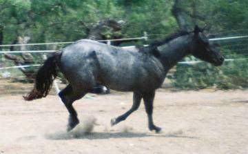 Blue Roan Horse