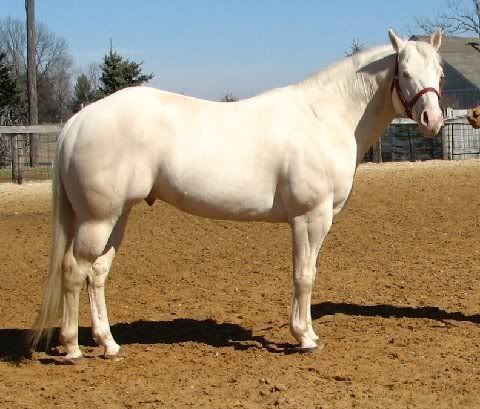 Cremello Horse