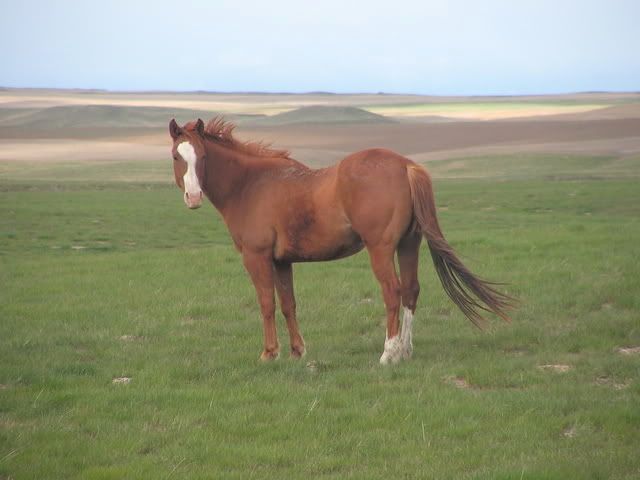 Sorrel Horse