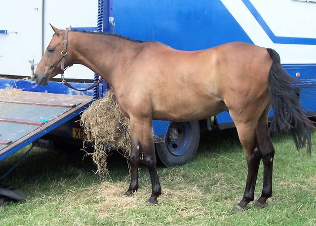 Buckskin Horse