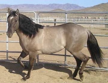 Grulla Horse