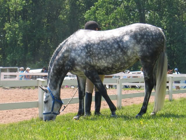 Dapple Gray Horse