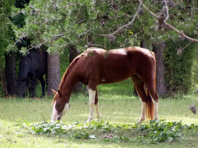 Chestnut Horse