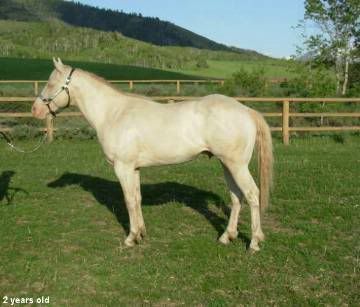 Perlino Horse