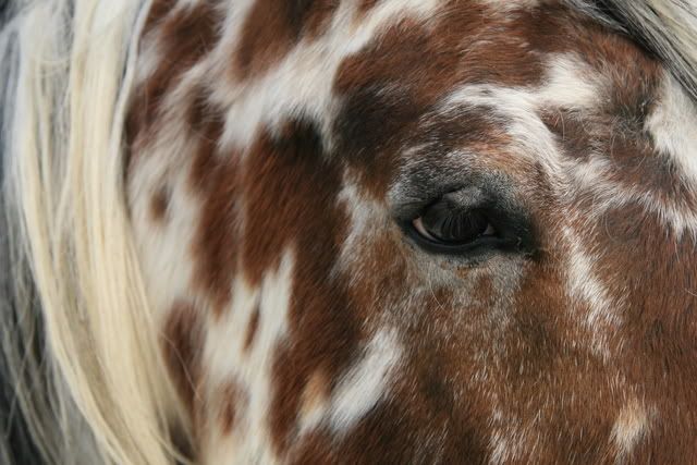 Appaloosa Coloring