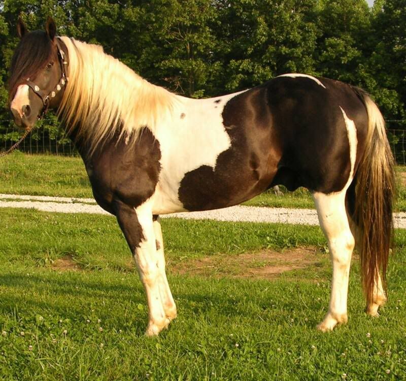 Tobiano Horse