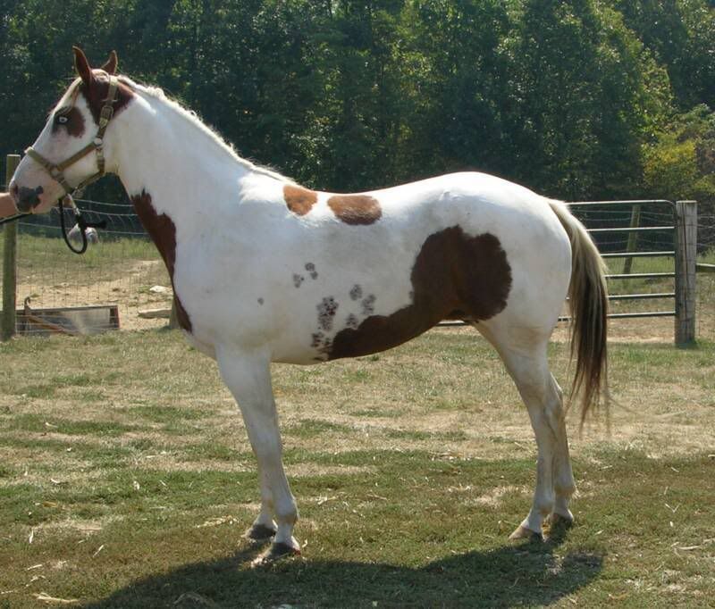 Tovero Horse