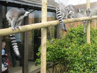 Lemurs at Marwell