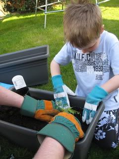 Planting tomatoes