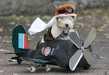 dogpilot.jpg