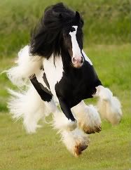 I just love this horse (Gypsy Vanner)!
>