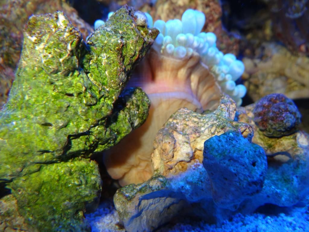 DSC003921_zps38bb1a3d.jpg