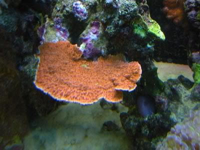 montibigbreak.jpg