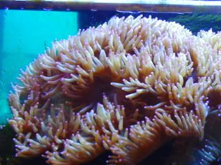 Elegantcoral0002.jpg