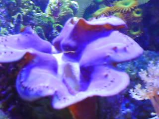 Giantclams0003.jpg