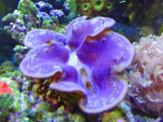 Giantclams0005.jpg