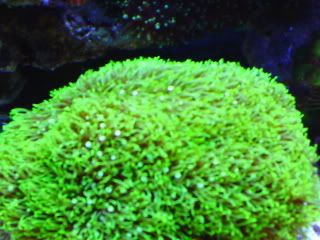 Greenstarpolyp0002.jpg